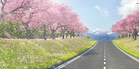 טויוטה חיפה