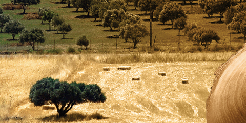 אביזרים לטויוטה